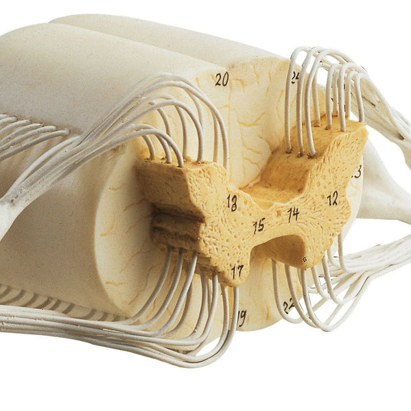 SOMSO Spinal Cord Model with Nerve Branches – GTSimulators.com