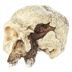 SOMSO Steinheim Skull Model, Homo Steinheimensis