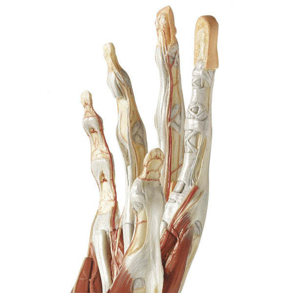somso-surgical-hand-model-ns13