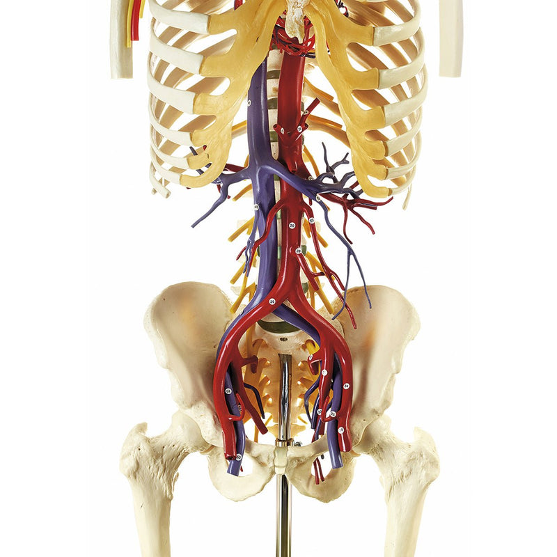 SOMSO Transparent Blood Vessels Torso Model with Head with Numbering and Key