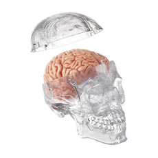 SOMSO Transparent Human Skull with Brain