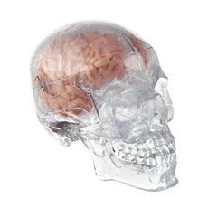SOMSO Transparent Human Skull with Brain