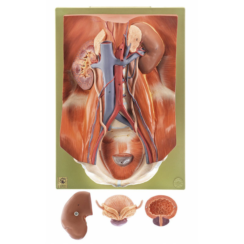 SOMSO Urinary Organs