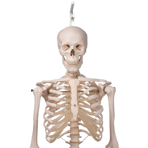 Human Skeleton Model - Stan - on hanging stand, 5 foot roller