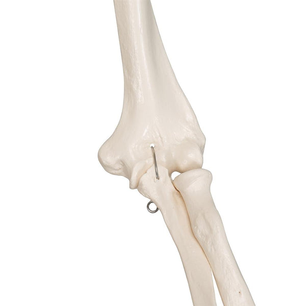 Stan Skeleton Model On Pelvic Stand – GTSimulators.com