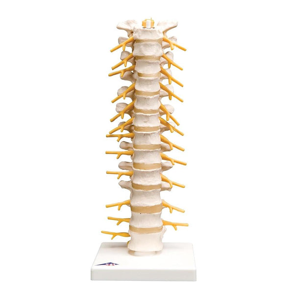 Thoracic Spinal Column Model – GTSimulators.com