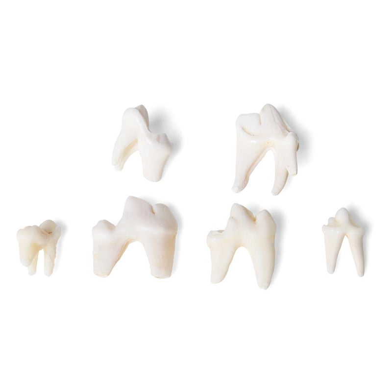 Types of Animal Teeth