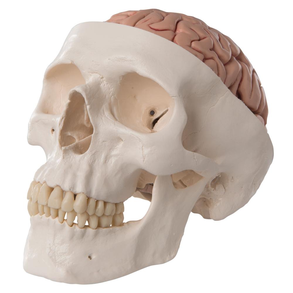 1. 3B Scientific Skull Models