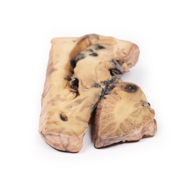 Educational 3D Printed Anatomical Models For Sale GTSimulators educational-3d-printed-anatomical-models-for-sale-gtsimulators