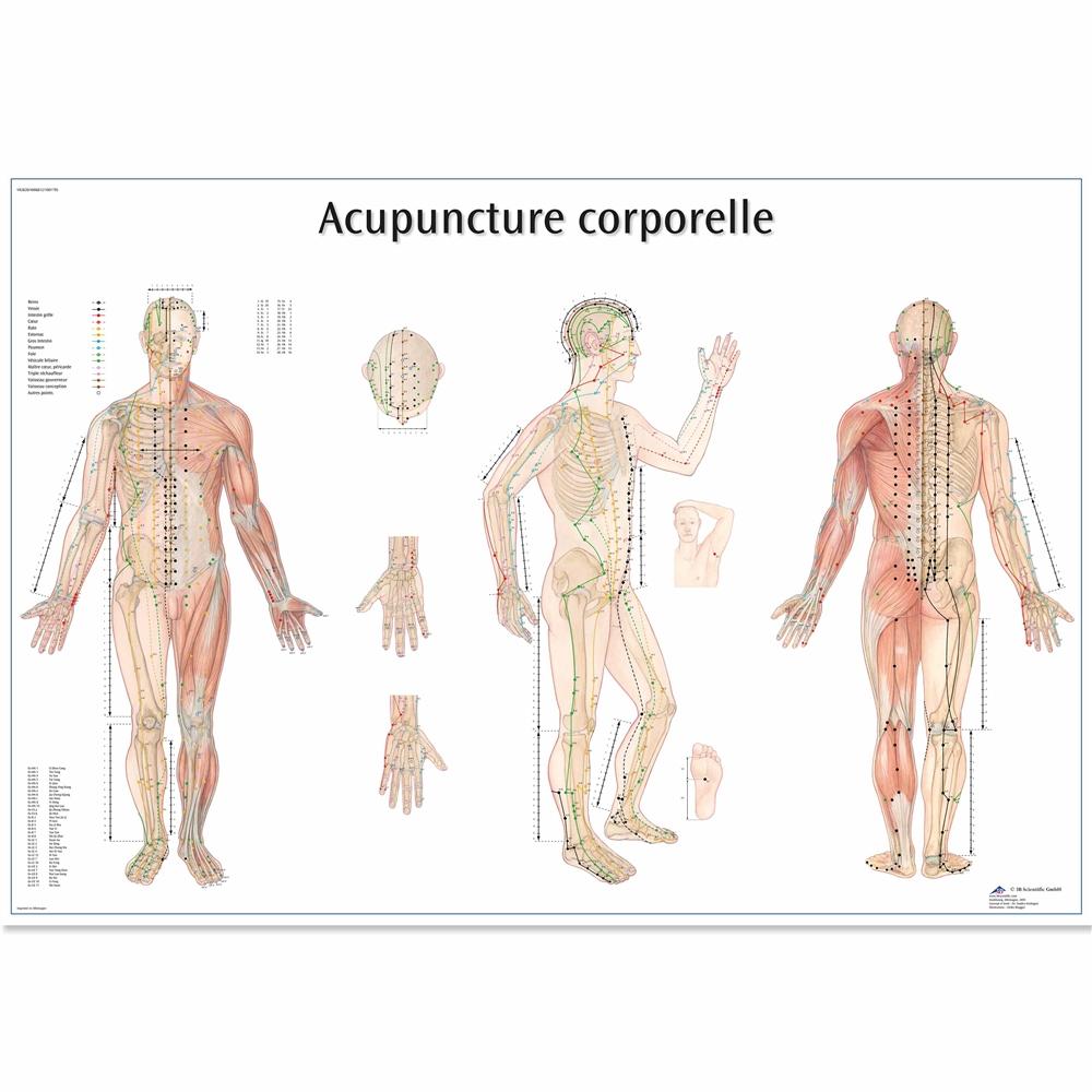 1. Acupuncture Models