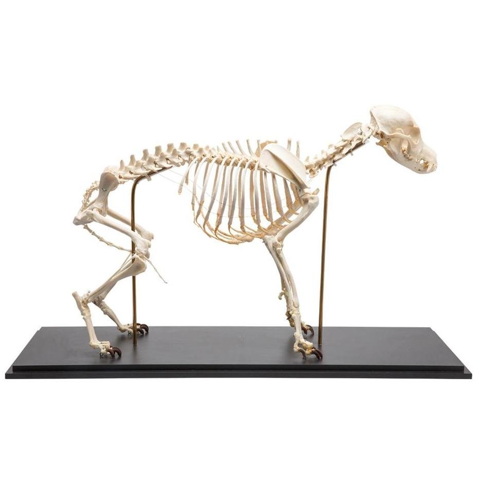 1. Animal Skeleton Models