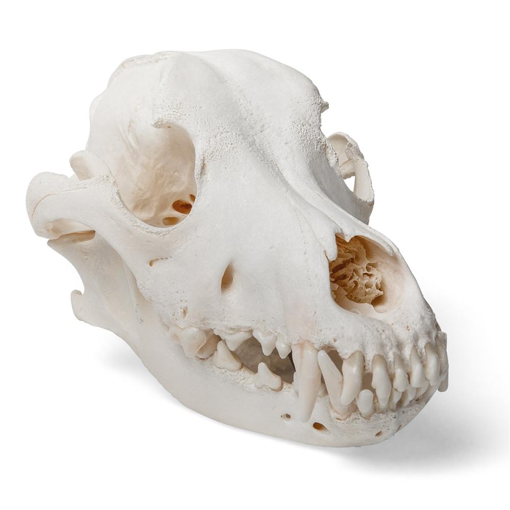 1. Animal Skull Models