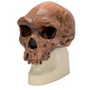 1. Anthropological Skull Models