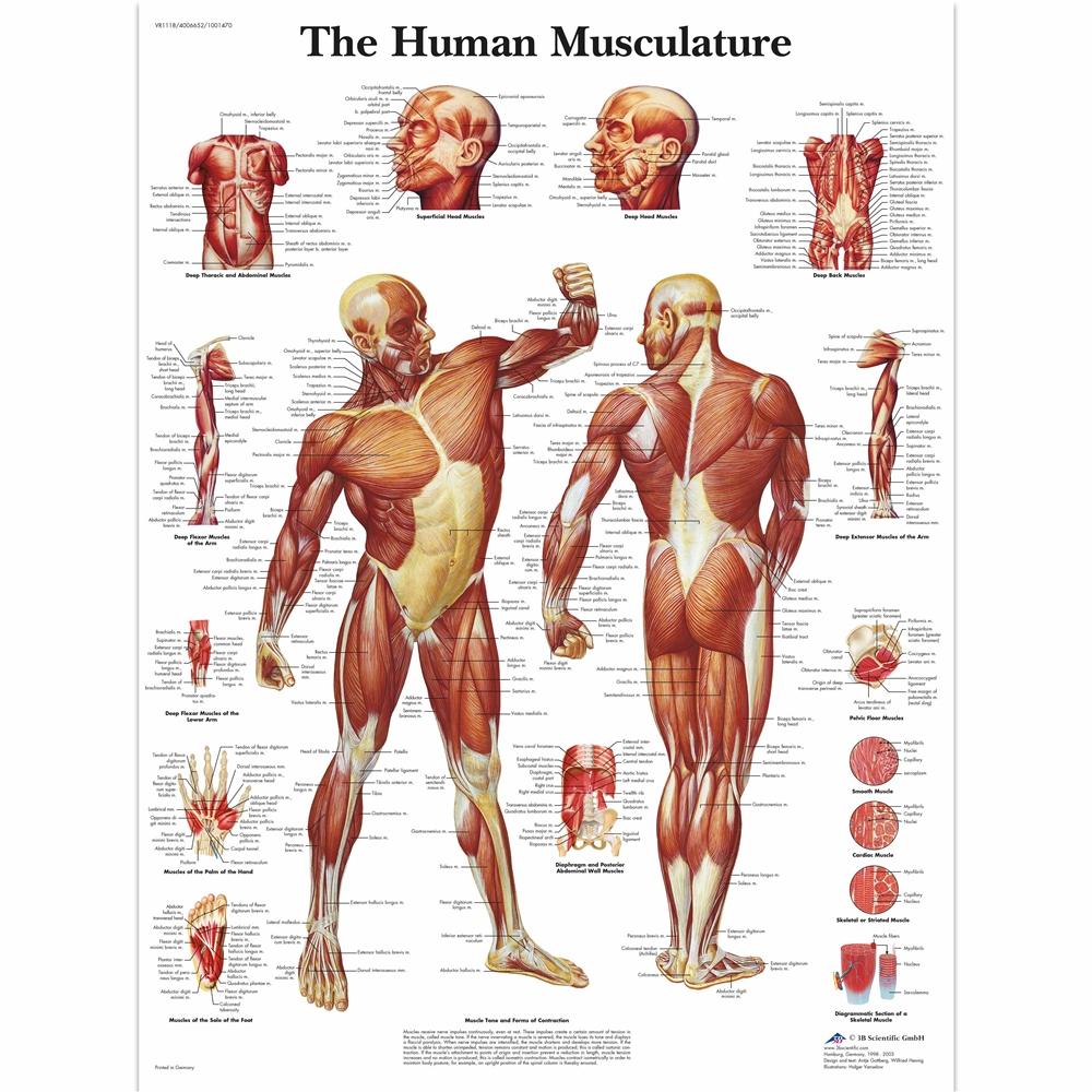 1. Body System Charts