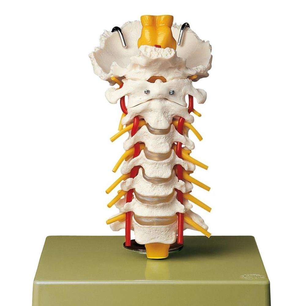 1. Cervical Spinal Column Models