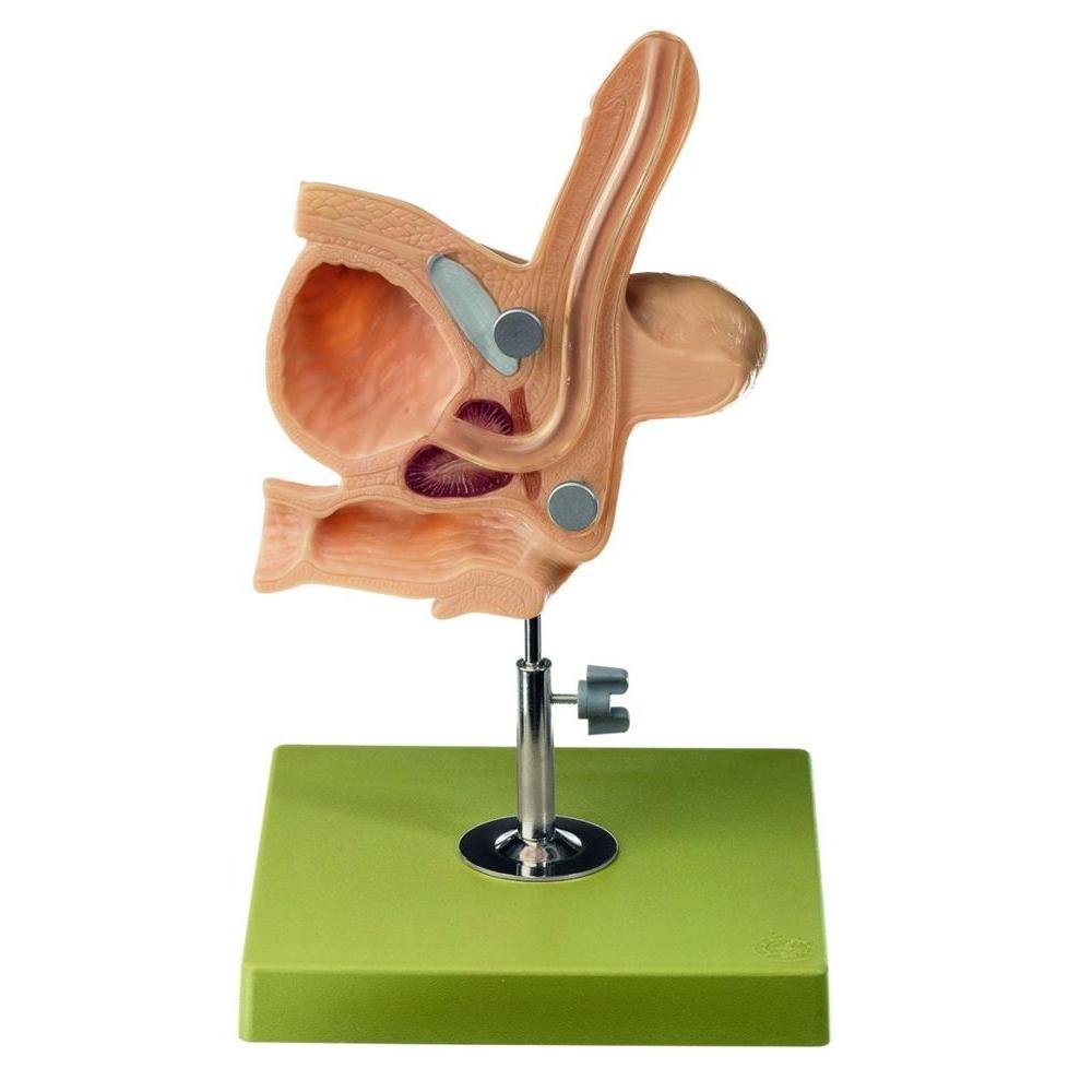 Prostate Simulators CLA Medical Phantoms, Arthroscopy Simulators and Urology Models ...