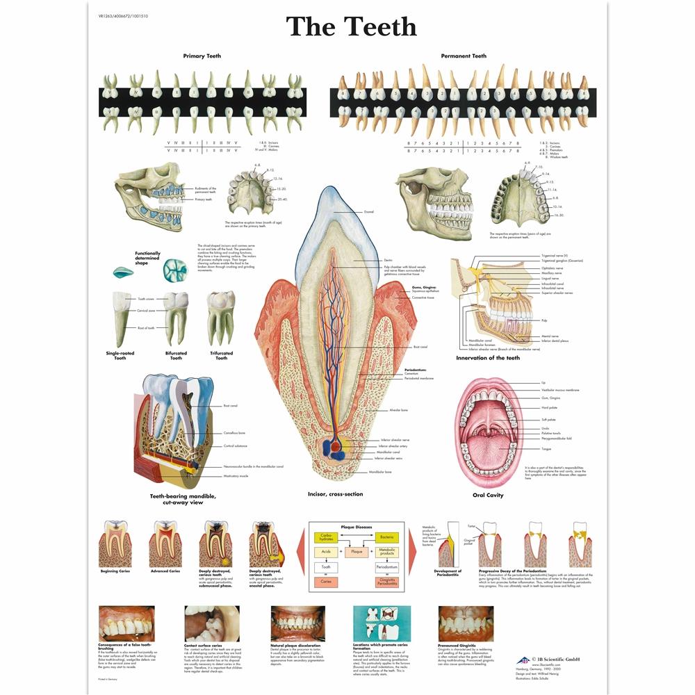 1. Dental Charts