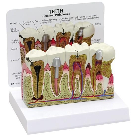 1. Dental Education Models