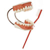 1. Dental | Oral  Hygiene Models
