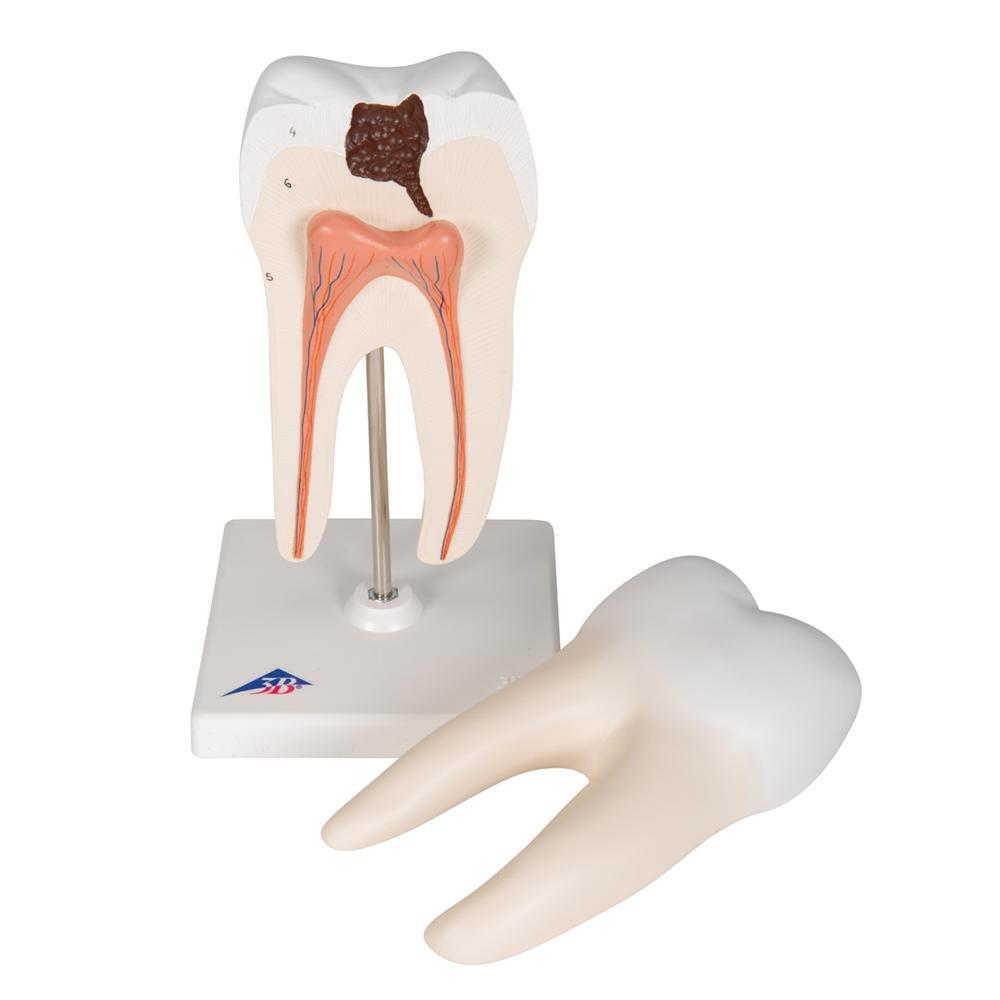 1. Dental Pathology