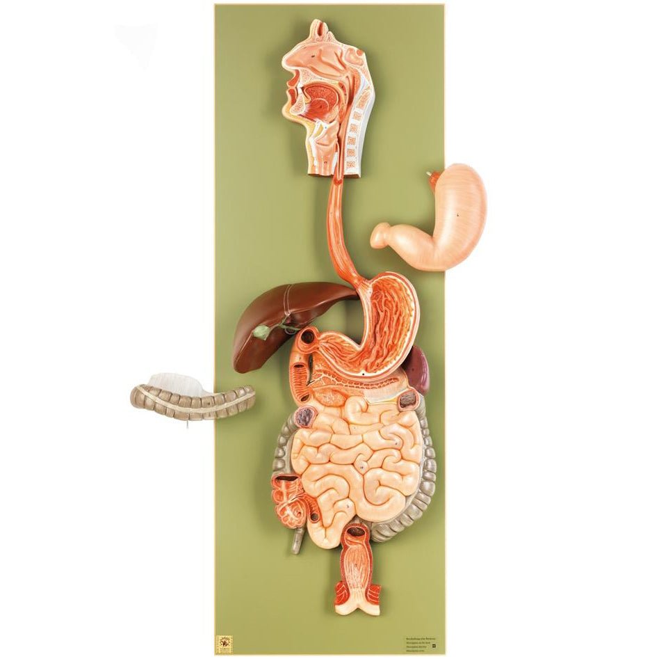 1. Digestive System Models