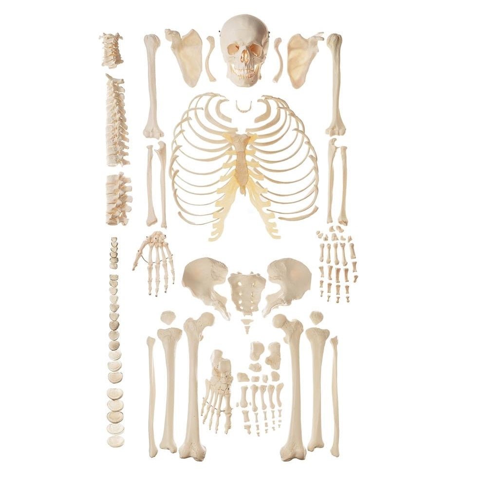 1. Disarticulated Skeleton Models
