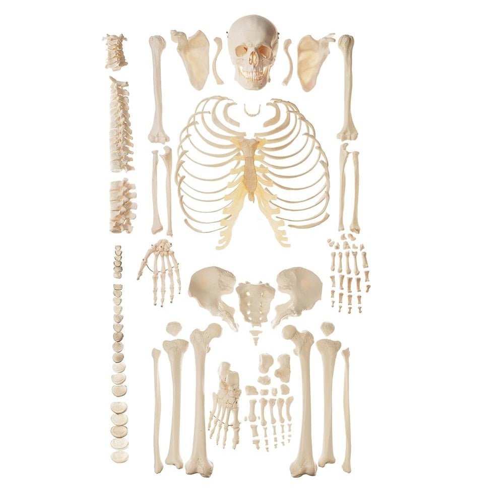 Skelon Model Simulation Skeleton Models | Anatomical Skeleton Models – GTSimulators.com