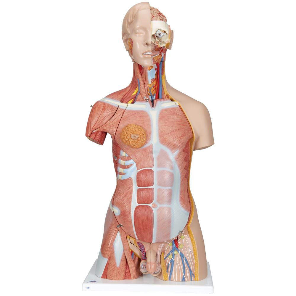 Human Torso Model Reference Human Torso Models – Tagged