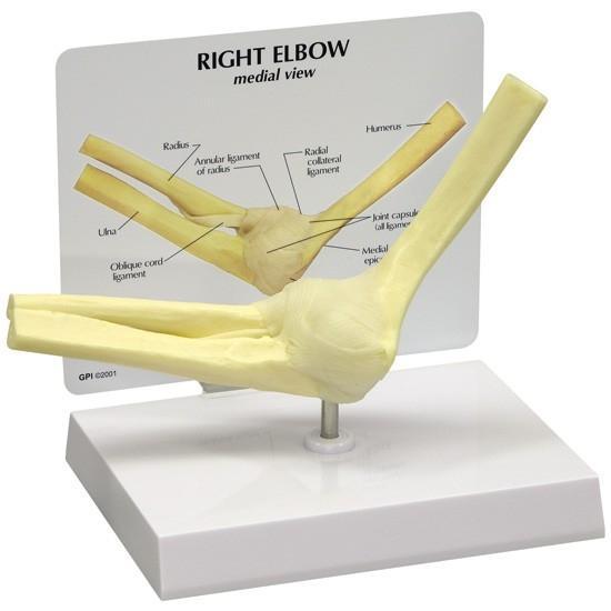 1. Elbow Joint Models