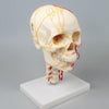 1. ESP Skull Models