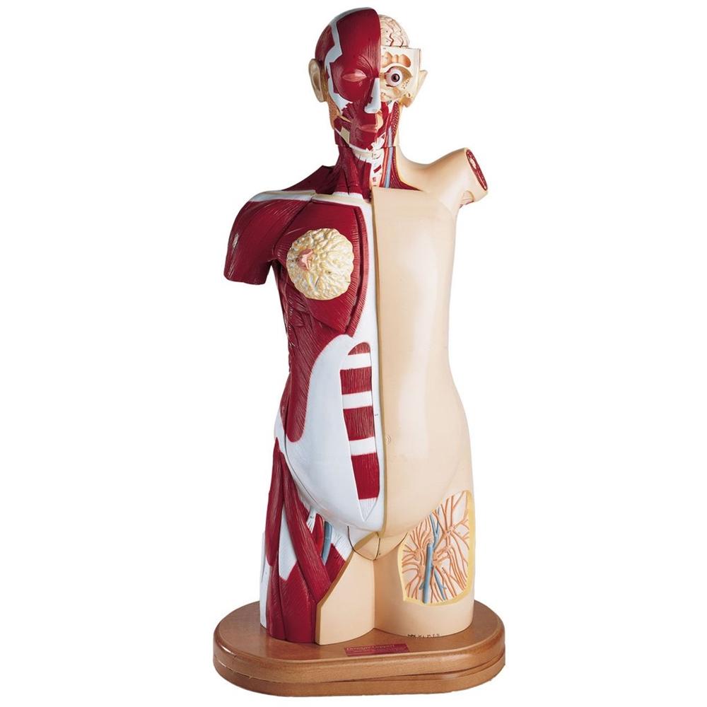 Humman Torso Human Torso Models – GTSimulators.com