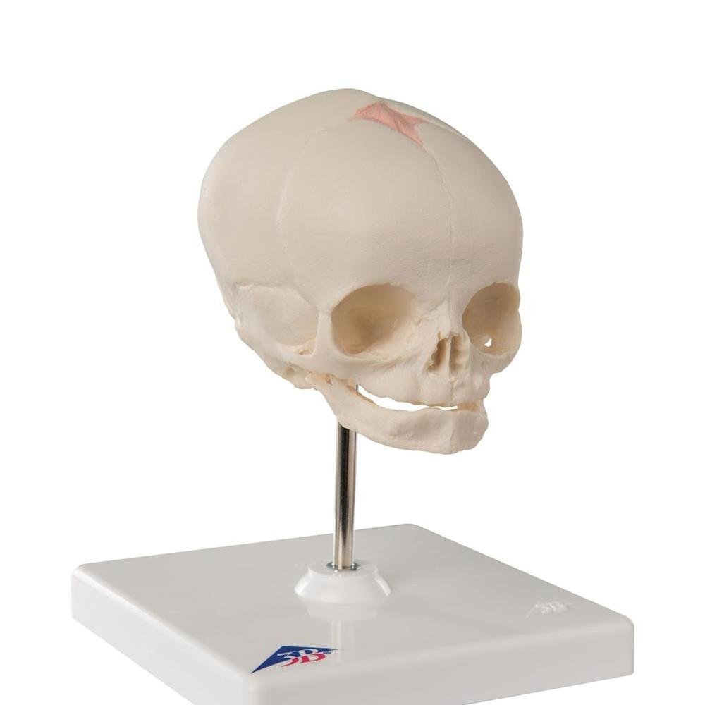 1. Fetal and Child Skull Model