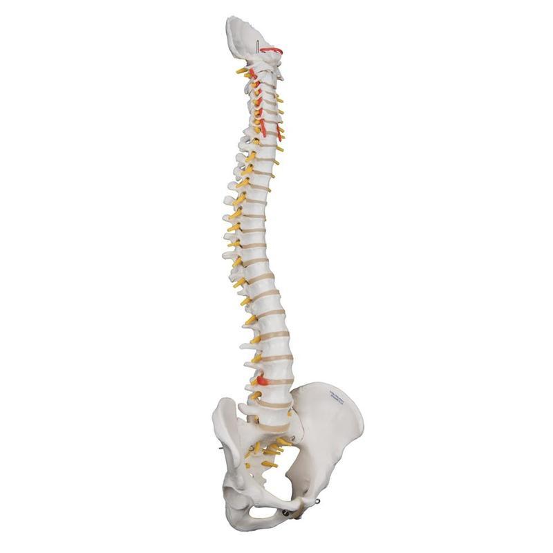 1. Flexible Spine Models