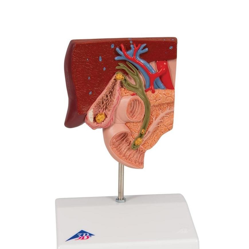 1. Gallbladder Models