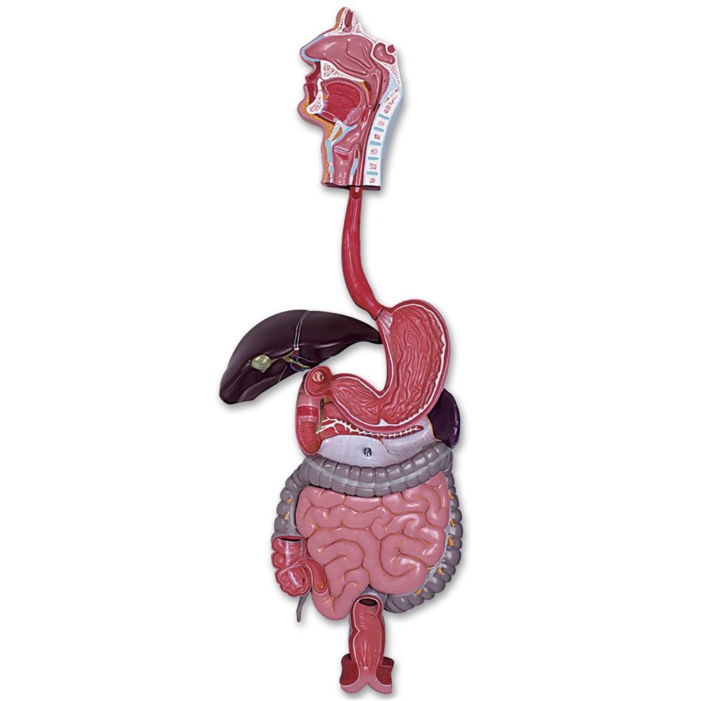 Digesative System Model Digestive System Models | Human Digestive System Models – GTSimulators.com