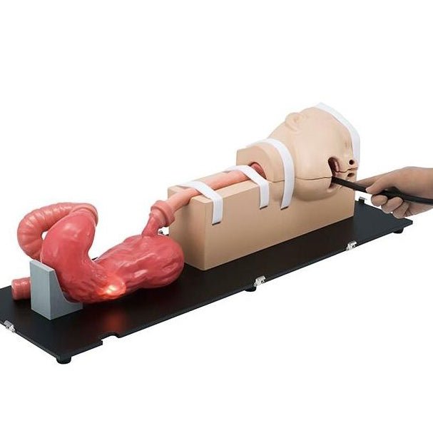 1. Gastrointestinal Tract Simulators