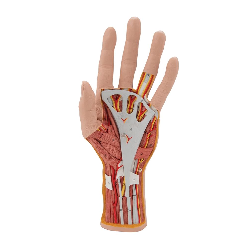 1. Hand Anatomy Models