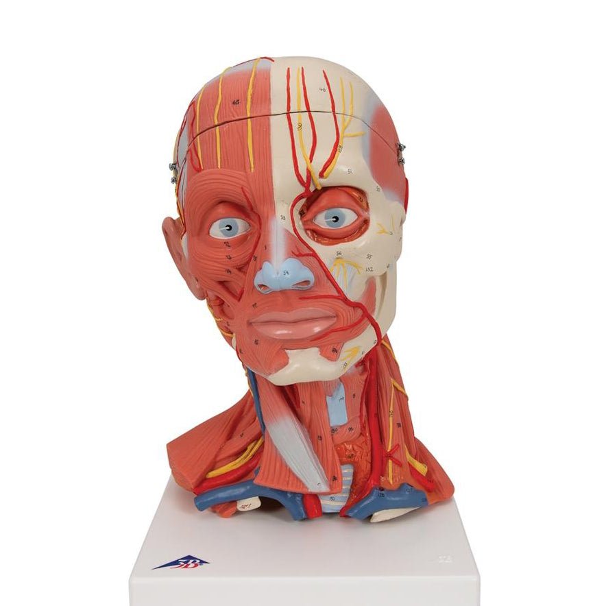 1. Head and Neck Muscle Models