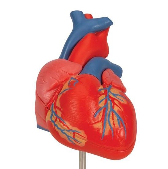 Human Heart Models and Circulatory System | Teaching Heart Models ...