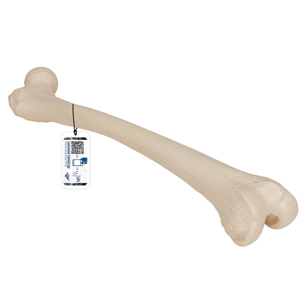 1. Individual Bone Models