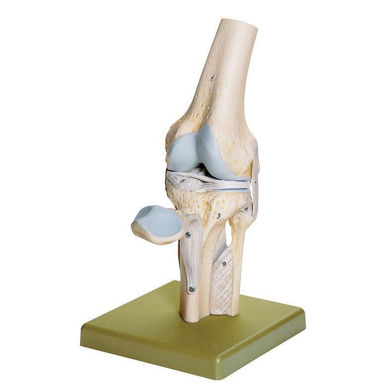 1. Knee Joint Models