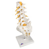 1. Lumbar Spinal Column Models