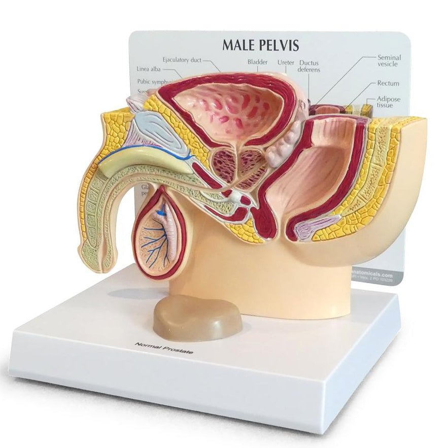 1. Male Pelvis Models