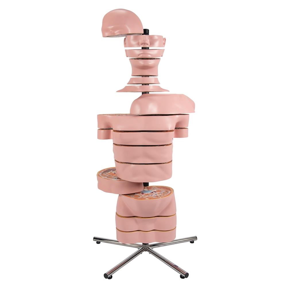 Human Torso Models – GTSimulators.com