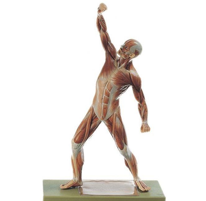 Active Muscle Model Muscle Models | Muscle Anatomy Models | Anatomical Muscle Models ...