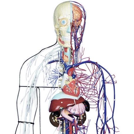 Neuro System Model Anatomical Models for Students and Teachers – Tagged