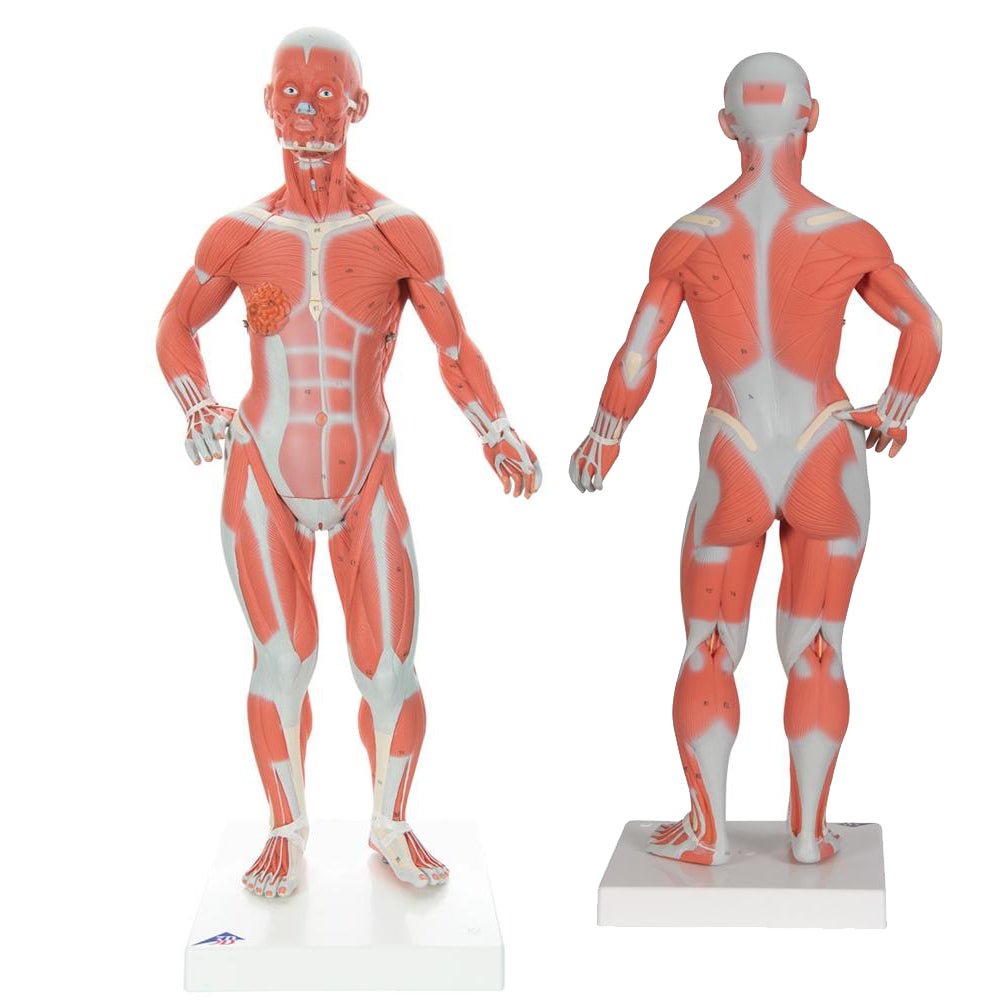 Muscles Models Reference Anatomical Models for Students and Teachers – GTSimulators.com