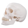 2. Skull Models