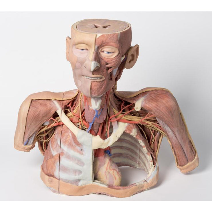 2. 3D Printed Anatomy Models