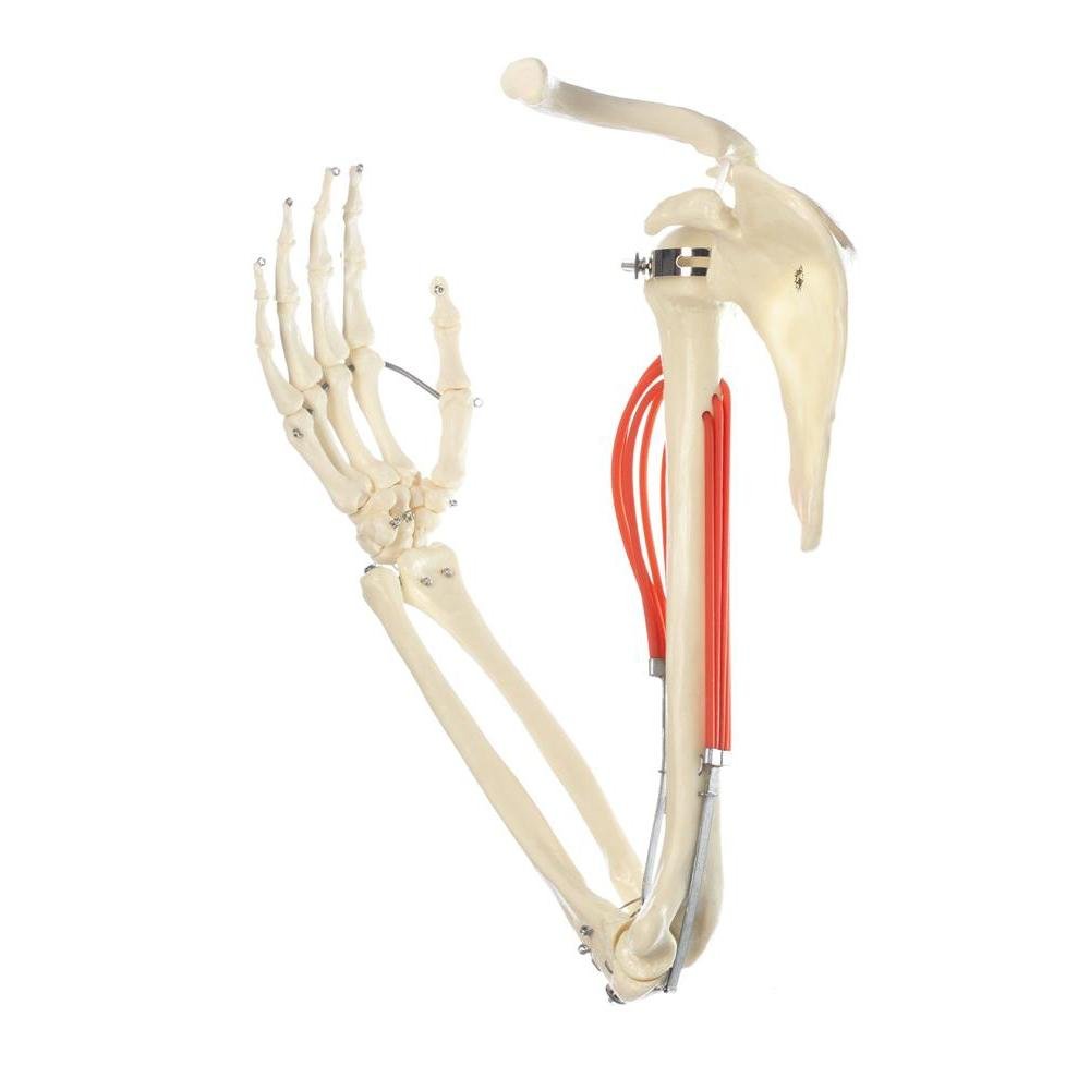 Arm and Hand Skeleton Models